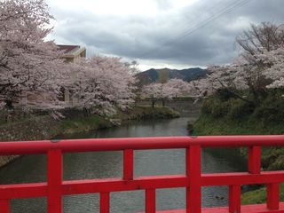 hanami2.jpg